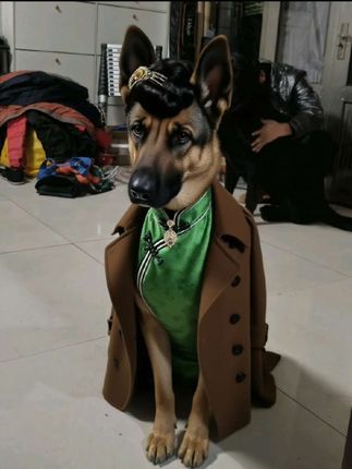 我也发一个哈哈哈哈#马犬 #