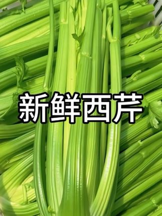 现砍现发的新鲜大西芹,生吃、凉拌、榨汁、炒菜都可以#西芹 #水果西芹 #芹菜 #优质农产品 #新鲜蔬菜