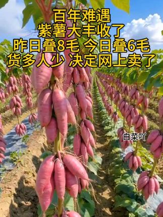 紫罗兰紫薯来了,软糯好吃又营养!#紫薯#粗粮#软糯香甜 #优质农产品#抖音美食推荐官
