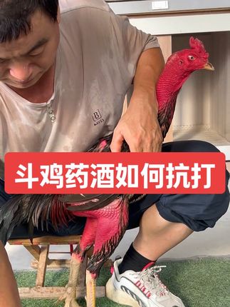 如何搓斗鸡药酒抗打“正确使用教程”皮肤才能增厚抗打。 #斗鸡药酒 #斗鸡药酒比赛护理专用 #斗鸡跌打损伤药酒