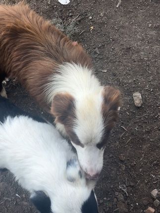 #养狗分享 #狗子的幸福