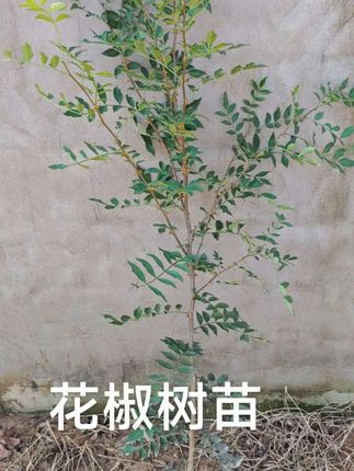 花椒树苗 花椒树苗#花椒树#花椒苗#大红袍花椒#花椒