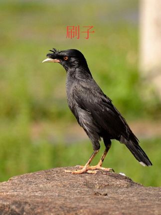 八八 刷子#好物推荐🔥