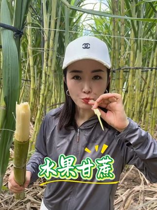 #农村生活 陶山第一波薄皮黄金水果甘蔗