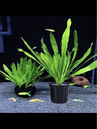 【宠大条】家用鱼缸水草定植篮造景装饰固根器水草泥沉底水草固定器