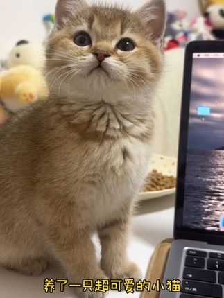 养了一只超可爱的小猫 它从小就粘人,喜欢和人一起觉觉,什么都好,就是拉屎有点臭,味道总是会飘得哪里都是。还好换了城市理想混合木薯猫砂,木薯砂+豆腐砂感觉是最好的组合了 #金渐层 #记录猫咪日常 #平价猫砂 #猫砂除臭颗粒 #城市理享阳光砂