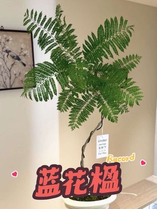#创作者中心 #创作灵感 蓝花楹盆栽盆景室内客厅办公室观叶花卉绿植好养#蓝花楹 #绿植盆栽 #室内绿植