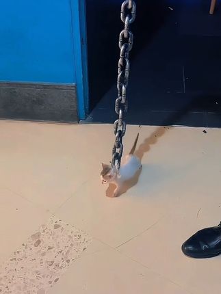 没事哒没事哒没事哒~保得住 #桦加沙 #炫耀一下我的小猫 #小奶猫