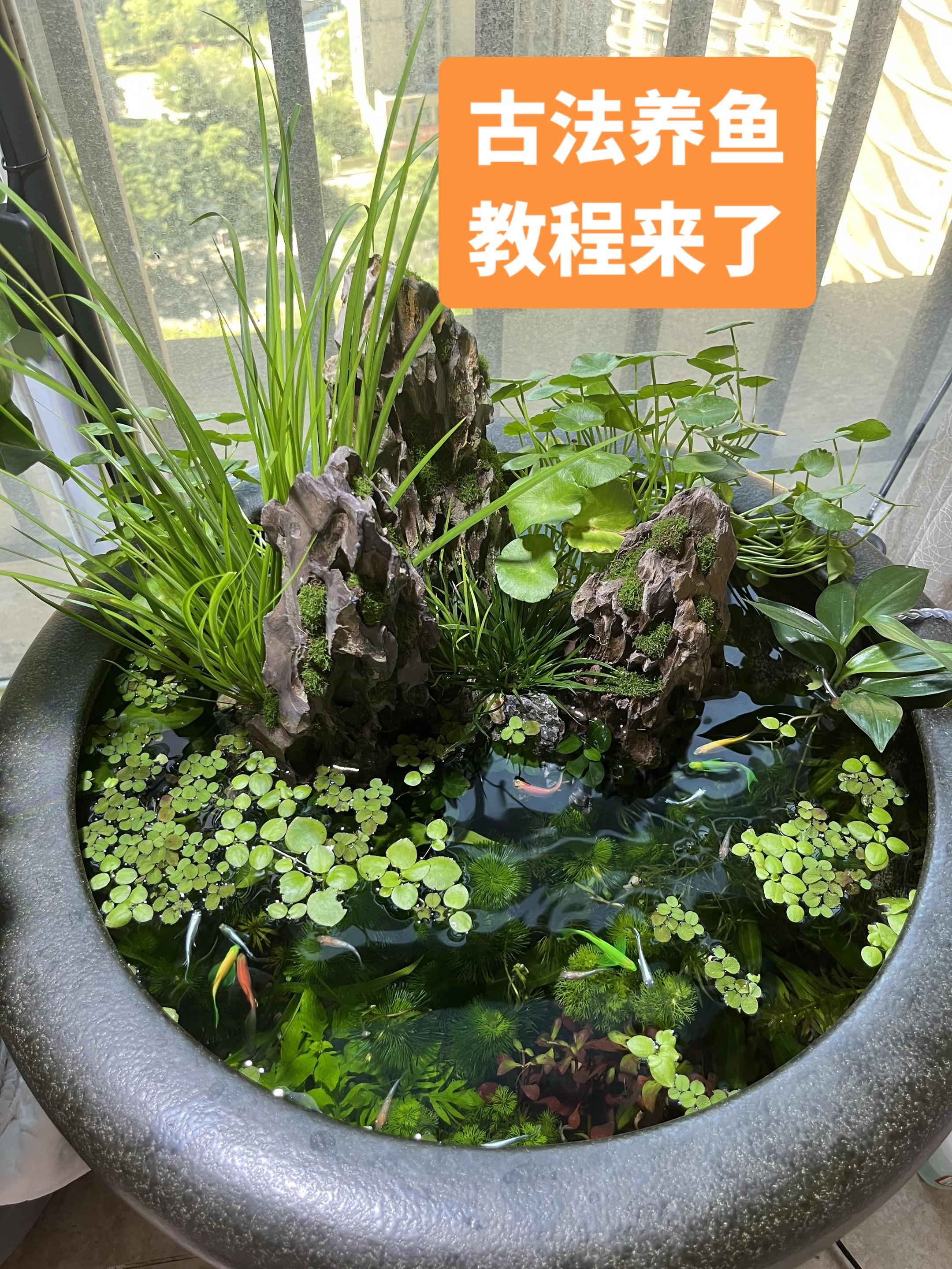 #鱼缸里的大自然 #养鱼 #庭院生活 #古法养鱼 #厂家直销一手货