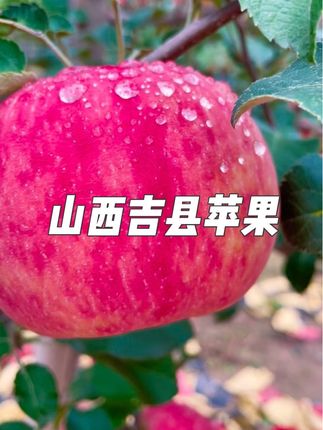 中秋礼物,吉县高山旱地苹果熟了,正在直播中,需要的来!#脆甜多汁 #新鲜采摘 #口感好 #优质农产品 #快来一起尝个鲜