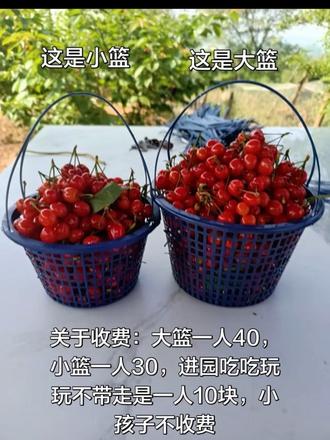导航搜索:老高樱桃采摘园,一路可以开到园口,免费停车 #上热门 #老高樱桃采摘园 #襄城县首山樱桃沟 #谷雨解锁东方白