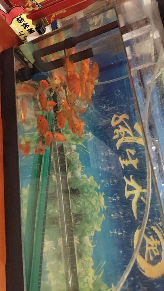强烈推荐,配送包装:很好 宠物健康度:好#我在抖音买买买