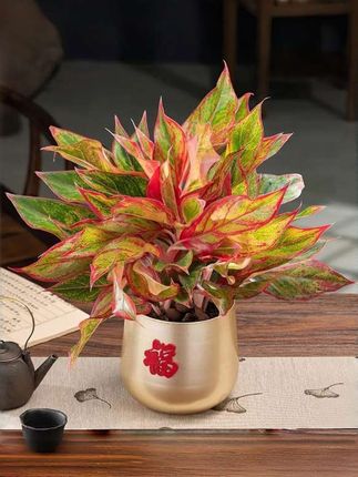 #万年红 #年年红 #花卉绿植 #室内绿植 #万年红又叫年年红 @抖音热点 @抖音热点宝