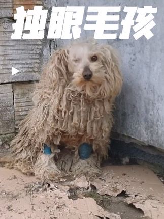 救助独眼流浪狗全过程。剃掉打结的毛,洗干净后,变化太大了! #流浪动物救助 #救助流浪狗 #关爱流浪动物 #狗狗剃毛 #宠物美容
