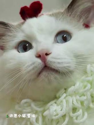 圣诞节还没到,小猫就开始做白日梦了😶🌫️
那么,小猫,你们的愿望是什么?#声控猫怎么掉帧了 #最萌布偶猫 #可可爱爱小猫咪 #萌宠出道计划 #宠物剧情