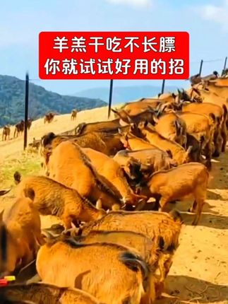 羊羔干吃不长膘,你就试试好用的招#养羊技术 #小羊羔 #农村养羊 #养羊人 #农村创业养殖