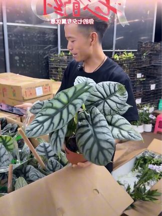 #白犀牛海芋 白犀牛海芋盆栽耐热好养室内桌面绿植特价,好看实惠#好物推荐🔥 #超便宜超划算 #白犀牛海芋盆栽 #盆栽绿植 @DOU+小助手 @DOU+上热门
