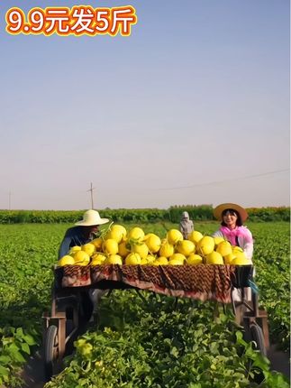 #民勤蜜瓜 #应季水果 #新鲜采摘 #水果 ,甘肃民勤蜜瓜大丰收啦,现摘现发,鲜嫩脆甜,9.9发5斤