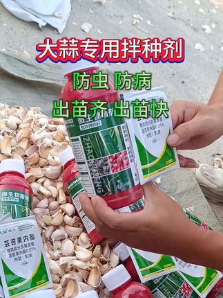大蒜专用拌种剂 #大蒜种植#大蒜拌种剂#大蒜病害防治#分享农业知识帮农民增产增收#三农