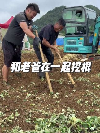 和老爸在一起挖折耳根#鱼腥草#折耳根