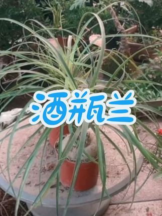 #家庭养花 #酒瓶兰盆景 #爱生活爱养花 #花卉绿植 #花卉植物