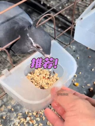 长时间关养的鸽子,总爱浪费粮食造成浪费#赛鸽比赛 #鸽子 #养鸽人 #信鸽赛鸽 #鸽具用品