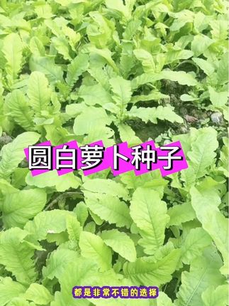 又到种圆白萝卜的時候了、感紧种起來吧#蔬菜种植 #纯天然绿色蔬菜 #圆白萝卜种子