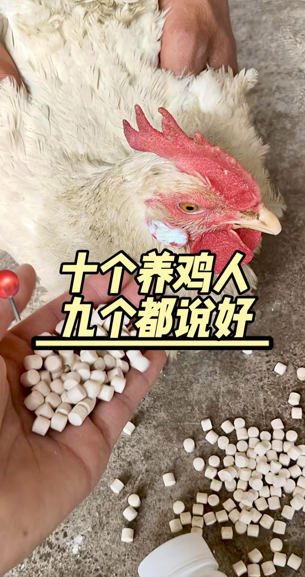 #养鸡 #三农养殖 #养鸡人 #生态散养土鸡 #农村创业养殖