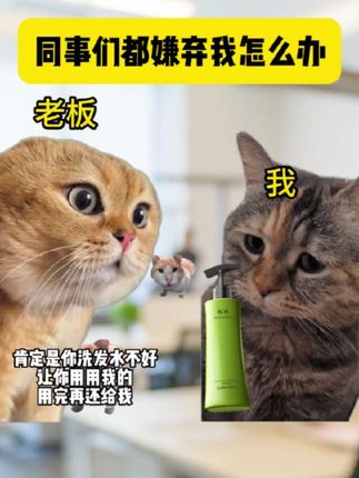 把老板的超好用的洗发水用完了,家人们我做的对吗#洗发水 #办公室 #猫meme #科学养宠攻略
