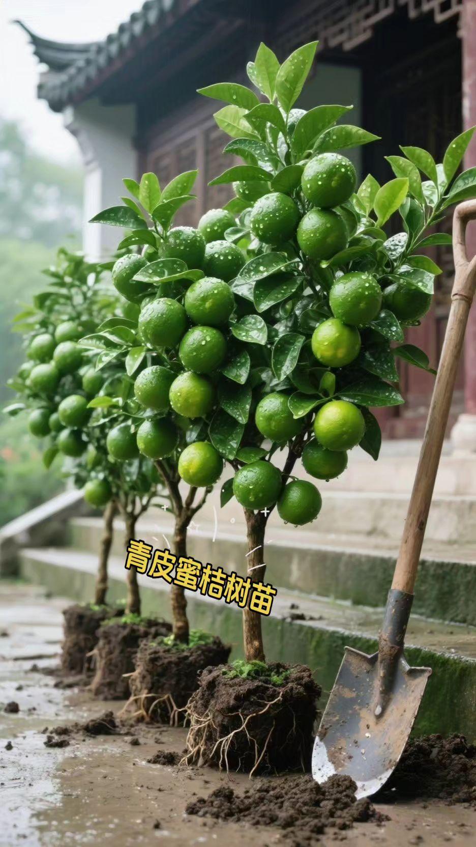 青皮蜜桔树苗。青皮蜜桔树苗来了~#果树苗#优质果树苗青皮蜜桔树苗#果苗供应#三农