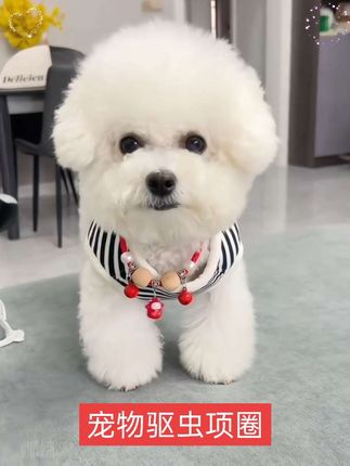 几块钱的驱虫项圈,好看又实用,脖围大小还可以调节,猫猫狗狗都可以带哦!赶紧给你家毛孩子安排吧!#宠物驱虫项圈#驱虫项圈#项圈#萌宠出道计划 #宠物用品
