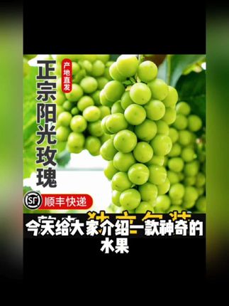 正在新鲜阳光玫瑰葡萄顺丰包邮到家#新鲜阳光玫瑰葡萄#阳光玫瑰葡萄