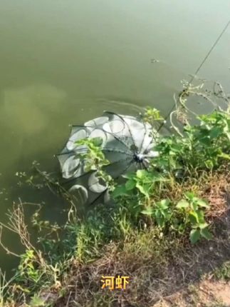 虾笼地笼鱼网捕鱼,自动折叠,用法简单,带他可告别空手军鱼笼捕鱼#钓鱼人 #渔民生活实拍 #虾笼#伞型渔网 #捕鱼神笼