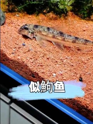 鱼缸里的“清洁小马达”——似鮈鱼 快看这灵动小家伙!银灰鳞片闪着光,群游时像小银箭穿梭缸中,观赏性拉满。 它可是天生清洁工!小嘴嗦底砂、啄藻类,残饵、鱼便全扫光,堪比“水下吸尘器”。翻砂还能松底床,鱼缸透亮少换水,比过滤器还省心。 对水质不挑剔,不用增氧加温,基本不得病,新手懒人都能养。和平不扰鱼,缸里有它超治愈!#似鮈鱼 #原生鱼 #工具鱼 #鱼缸清洁 #空气缸
