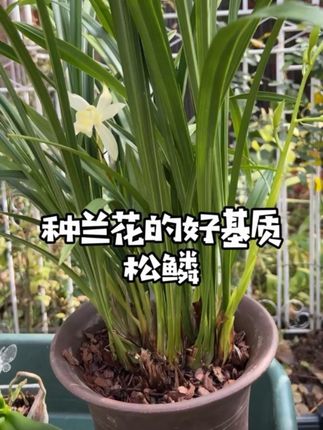 松鳞种兰花特别好,给多肉、君子兰、球兰等配土也可以加上松鳞 #养花小知识 #种植小技巧 #花卉绿植 #芥末花园