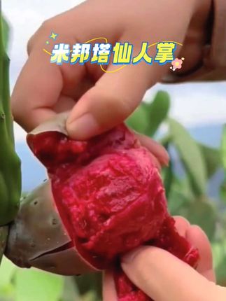 #米邦塔仙人掌 #仙人掌果实 #米邦塔仙人掌种苗 #仙人掌种植 #三农