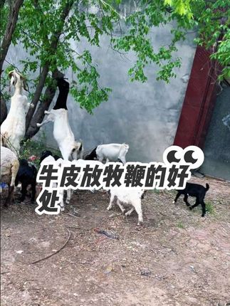 #牛皮 #放牧鞭 #放羊鞭子 #鞭子 #纯手工打造 批发,加工,定制