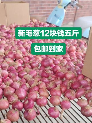 #口感特别好 #纯天然绿色食品 #优质农产品 #毛葱 #快来一起尝个鲜