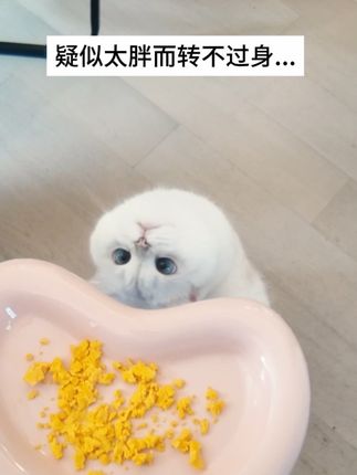 戏弄一只大馋咪 #萌宠 #斗鸡眼小猫咪
