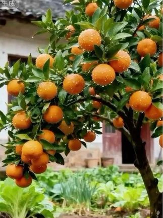 优质沙糖桔树苗来袭✨可盆栽地种#果树 #庭院种植果树 #沙糖桔树苗 #三农种植 #优质果树苗 @上热门🔥🔥🔥 @抖加🔥上热门🔥dou+🔥热点宝 @DOU+小助手