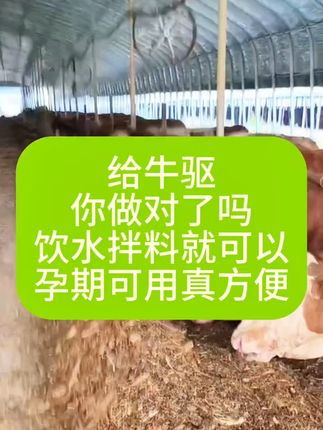 给牛驱虫,你做对了吗?饮水拌料就可以,孕期可用,真方便👍#牛羊养殖 #养牛人 #科学养牛 #自繁自养 #养殖场专用