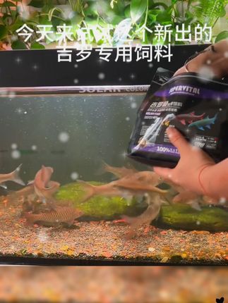 吉罗鱼饲料选择还是有一些经验,大家都是怎么喂的?#新手养鱼 #蓝吉罗鱼 #蓝吉罗饲养方法