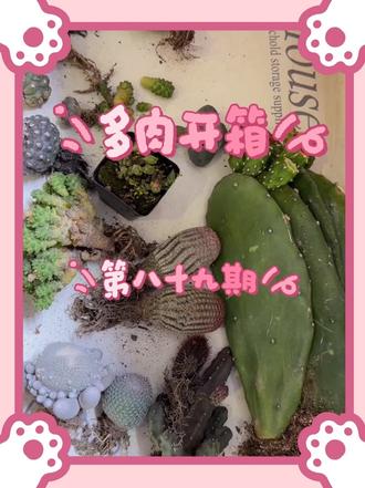 他家真的好便宜呀,我下次还会在他家买,只是他家开播的时间都是我开晚饭的时间,所以很难碰到#多肉 #多肉植物 #多肉开箱 #仙人球 #爱生活爱养花