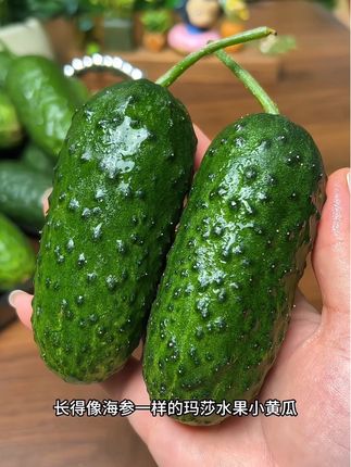 像海参一样的#玛莎水果小黄瓜 吃过才知道跟普通黄瓜有什么不一样,特别清甜爽口,就直接当水果吃都特别好吃,蘸点凉拌汁一起吃,简直#好吃到停不下来 ,一口气都可以炫5根#水果黄瓜#口感特别好#优质农产品