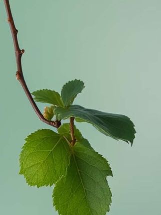 要想兰花养得好!植料很关键#兰花 #兰花种植 #养兰人 #兰花植料 #兰花种植基地