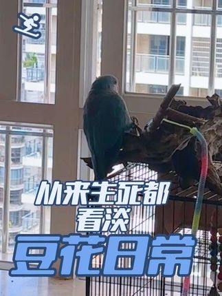 从来生死都看淡——还得练~#小小的你治愈大大的我们 #哪吒 #从来生死都看淡专和老天对着干 #鹦鹉学舌
