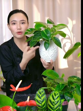 铂金钻盆栽室内绿植吸甲醛净化空气四季常青好养花卉6#铂金钻 #室内绿植