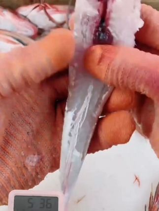 连云港 精选现扒三去红娘子鱼(去头去皮去内脏)蒜瓣肉刺少肉多#红娘子鱼