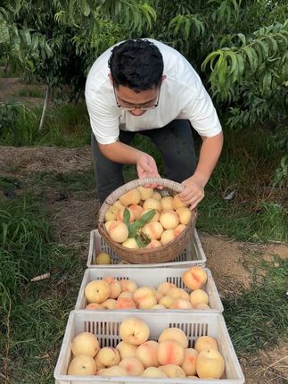 山东沂蒙山蒙阴白桃,又脆又甜#白桃 #桃子熟了 #新鲜采摘 #现摘现吃才是最新鲜的 #放不软的桃子