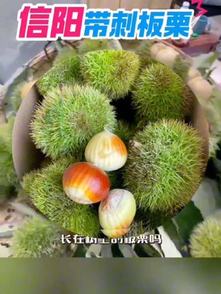 信阳带刺板栗#清甜爽口 #@DOU+小助手